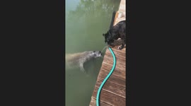 Land And Sea Puppies Share Water Hose