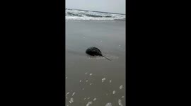 Horseshoe Crab Sheds Shell, Returns to Sea in Virginia