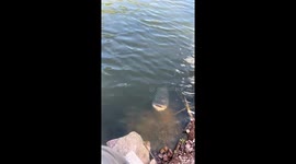Fisherman misses catfish waiting right beside him in Zhejiang, China