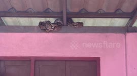 Pensioner shocked as 15ft python found in roof of home