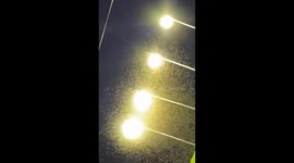 Japan: Massive Swarms of Flying Ants Reported in Hokkaido