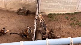 Tiger leaps over zoo barrier to attack hyena in neighbouring pen at Chinese zoo