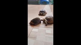 Shy hedgehog runs away when he meets tortoises for first time