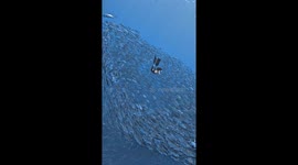 Free diver floats through column of thousands of fish