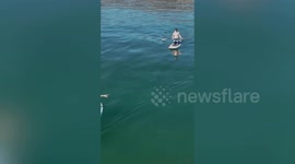 Great white shark circles paddleboarder in drone video