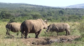 Rhino argument with vocalization