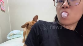 Dog Retreats from Gum Bubbles