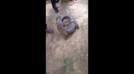 Crocodile chasing a goat caught and tied up in village in India
