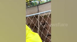 Escaped tiger mauls hyena in zoo bust-up before it bites back