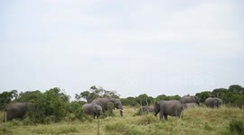Kenya: Kenya marks World Elephant Day to highlight endangered species’ plight