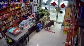 Boar pushes open door and startles sleeping shopkeeper