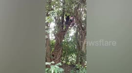 Couple 'crash stolen car' then hide in tree to avoid arrest