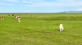 Curious cows check out dog wandering through field