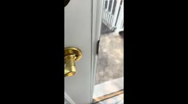 Raccoon caught stealing food delivered to home in Canada