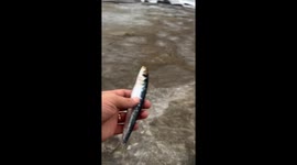 Bird's bold attempt at stealing fishing bait ends in an unexpected catch