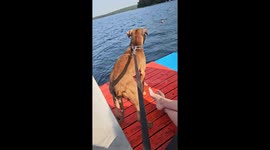 Pitbull Buddy leaps from boat to chase duck, TikTok video surpasses 158K views