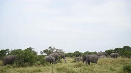 Kenya marks World Elephant Day to highlight endangered species’ plight