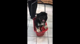 Pawsome Errand Buddy: Teddy the Dog Loves Riding in the Grocery Cart!