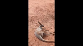 Clumsy kangaroo gets head stuck between two wooden beams