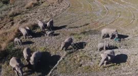 China: Wild Asian elephant population in Yunnan tops 300