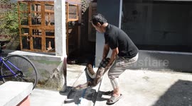 Indonesian man cares for 10 pythons at home, turning curiosity into passion