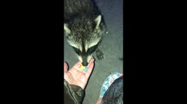 Baby Raccoon Recovers After Losing Hand