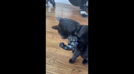 Black Cat Gets Muscular Arms