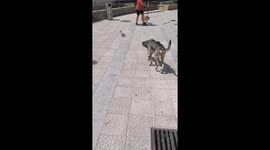 Shepherd dog stalks pigeon in Spain, TikTok video charms 57.8K viewers