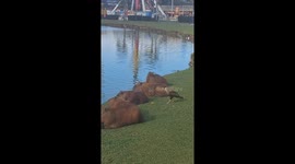 Caracara Pets Capybara