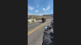 Bison Crossing in Yellowstone National Park
