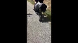 Snake stuck on bike during ride in Ardèche, France