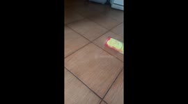 Cat startled by party popper prank in Moscow, Russia