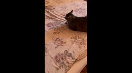 Cat plays with vacuum in Alexandrov, Russia