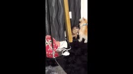 Dog and Gambian pouched rat play-fight in Norfolk, England, UK
