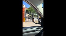 Dog relaxes on gate at Lanzheron Beach in Odesa, Ukraine