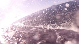 Rare Footage: Dolphins Play with Humpbacks on the Ocean Floor!