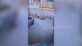 Pet tortoise headbutts woman's bottom as she sweeps floor