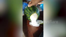 Thick white liquid oozes from watermelon