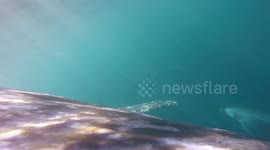 Australia: Dolphins Follow Whales To Ocean Floor In Rare Deep-Water Play Captured On Camera