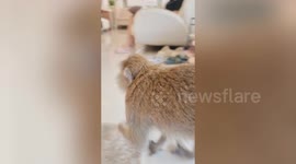 Wild monkey wanders into beauty clinic
