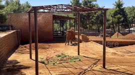 Türkiye: World’s 1st IVF elephant 'Gabi' celebrated with special menu on World Elephant Day