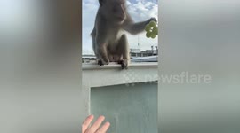 Woman feeds grapes to wild monkey on her garden wall