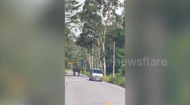 Wild elephant stops approaching cars to search for food