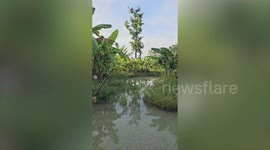 Bird stuck in net rescued by passerby