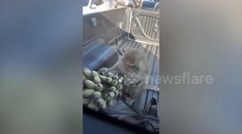 Monkey eats banana on back of pickup truck in Thailand