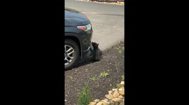 Curious Bear Cub Investigates Vehicle Bumper