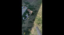 Puppy Reacts to Leaf Blower