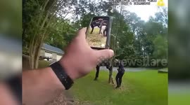Springville Officers Rescue Coyote Stuck in Tree in Viral Video