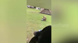Monkey eats packet of crisps pilfered from camp site