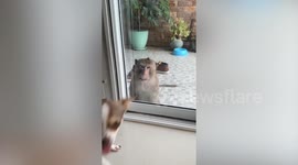 Wild monkey looks longingly through glass door at pet dog inside